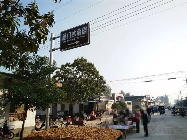 如何找到云臺冰菊？怎樣找到云臺冰菊？